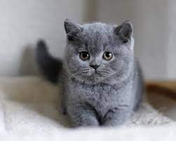 Chaton British Shorthair Bebe Chat Trop Mignon Cutest Kitten Baby Cats British Shorthair Kittens British Shorthair Cats