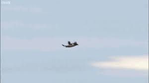Think your friends would be interested? Crash Landing Directed By Michael Bay Gif On Imgur