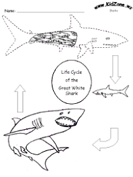 1/15 what's the second largest type of shark? Shark Activities