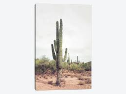 Which flower is your favorite? Desert Cactus Canvas Art Print By Sisi Seb Icanvas