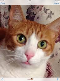 Osman Bey Saskin Kedi