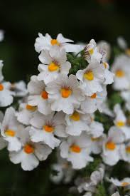Perennials with pink, white or dark purple flowers look great next to this plant. 15 Best White Flowers For Your Garden White Flowering Shrubs