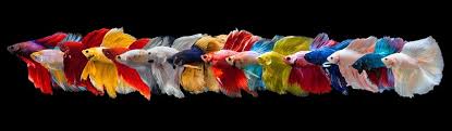 The most common orange betta fish material is ceramic. 32 Types Of Betta Fish Patterns Colors Tails With Pictures Pet Keen