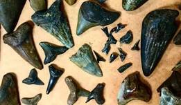 Horry County Museum Fossil and Shell Show