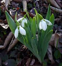 Découpage technikához felhasználható egyedi szerkesztésű és nyomtatású rizspapírokat találsz. A Kert Elso Tavaszi Viragai