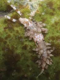 Image result for Dichilus bainesii