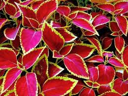 Image result for Coleus scutellarioides