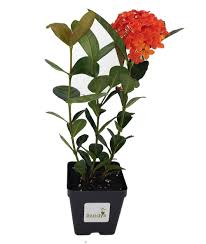 Image result for Ixora nana