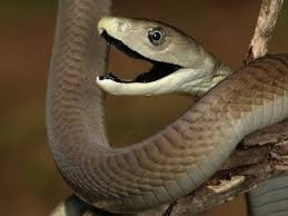 Why Knowing What Black Mamba Venom Does To The Human Body Is Crucial University Of Pretoria