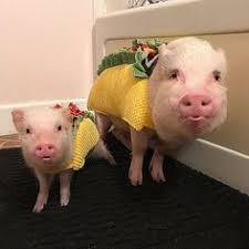 Pin On Nothin But Pigs Part 5