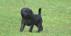List Of Dog Breeds Petfinder