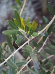 オリーブの冬色の葉 Olive Gardening過去ログ倉庫