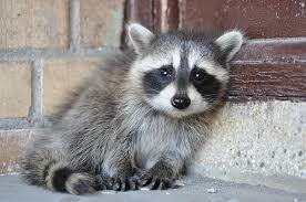 Immobile raccoon babies cannot be trapped or chased from the attic. Orphaned New Canaan Baby Raccoon Rescued New Canaan Ct Patch