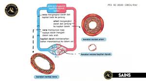 Maybe you would like to learn more about one of these? Tajuk Jenis Salur Darah Sains Pt3 Pusat Tuisyen Ar Pintar Youtube