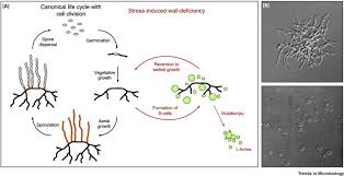 We did not find results for: Cell Wall Deficiency As A Coping Strategy For Stress Trends In Microbiology