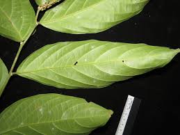 Image result for Pandaceae