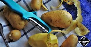 Have you ever noticed that if you don't cook potatoes on time, they begin to sprout strange green nubs? Can You Grow Potatoes From Peelings Gardening Channel