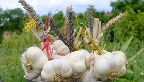 Hausfrau emma macht es sich selbst fickvideo net. Knoblauch Im Garten Pflanzen Und Ernten