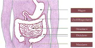 Acidophilus Dunndarm Jejunum Ileum Und Darmflora