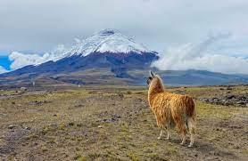 Guillermo lasso says he will promote new private sector investment and vaccinate 9 million people in his first 100 days. 5 Things To Know Before Visiting Ecuador