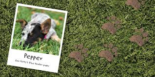 Whilst some dogs are happy to lie around and simply enjoy their new lawn, many dogs are extremely active and will do their best to put any lawn to the test. The Home Depot 5 Lawn Care Lessons To Help Make Your Yard A Pet Friendly Paradise