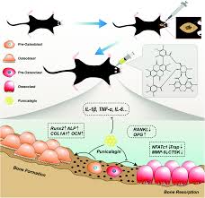 Don't be insulted if your result says you're not perfect, because honestly, that's most of us. Punicalagin Ameliorates Wear Particle Induced Inflammatory Bone Destruction By Bi Directional Regulation Of Osteoblastic Formation And Osteoclastic Resorption Biomaterials Science Rsc Publishing
