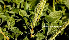 Pigweed, any of several weedy annual plants of the amaranth family (amaranthaceae). Texas Row Crops Be On The Lookout For Flowering Pigweed Agfax