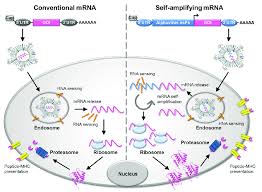 The mrna cannot get into the cell nucleus and it cannot affect a person's dna. Schematic Representation Of Mrna Vaccines And Mechanism Of Antigen Download Scientific Diagram