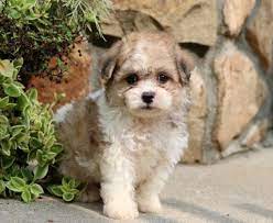 Shichon Teddy Bear Puppies For Sale Puppy Adoption Keystone Puppies Teddy Bear Puppies Puppy Adoption Shichon Puppies