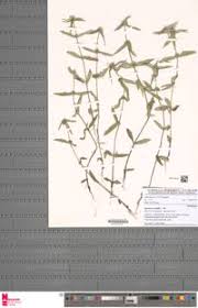 Image result for Spermacoce ruelliae