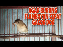 We did not find results for: Download Cukup 5 Menit Saja Burung Flamboyan Anda Pasti Gacor Ngerol Mp3 Mp4 3gp Flv Download Lagu Mp3 Gratis