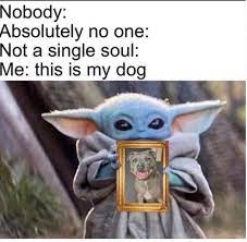 Don T Judge Me I Love My Pup Yoda Meme Funny Dog Memes Yoda Funny