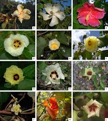 Maybe you would like to learn more about one of these? Representative Members Of Thespesia And Tribe Gossypieae A T Download Scientific Diagram
