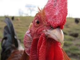 Jewett comments on a white heron. A Rooster S Crow Is As Loud As A Jet Taking Off 15 Meters Away Here S Why It Doesn T Go Deaf