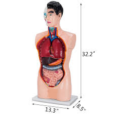 The spine provides support to hold the head and body up straight. Buy Vevor 19 Parts Human Anatomy Model Pvc Material 85cm Tall Human Torso Model For Teaching Learning Online In Turkey B07n87grjc
