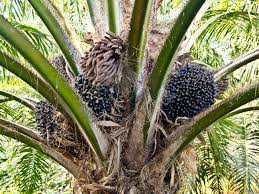 It is delicious to eat but rodents also work this out. Oil Palm Fruit Bunches At The Oil Palm Tree Stock Photo Picture And Royalty Free Image Image 12345593