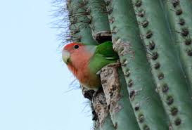 The gila woodpecker (melanerpes uropygialis) is a species of bird that dwells in the sonoran desert in the southwestern united states. Peach Faced Lovebirds In Phoenix Az Parrots In Cactus Roads Less Traveled