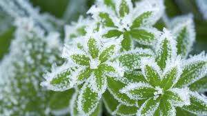 Saint mamert, saint pancrace et saint servais. Les Saints De Glace C Est Quoi