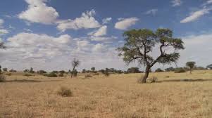 Weaver (philetairus socius), a kalahari desert endemic. Thorn Tree Stock Video Footage Royalty Free Thorn Tree Videos Pond5