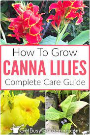Canna Lily Care Guide Complete Guide For How To Grow Canna Lilies Canna Lily Canna Lily Care Lily Plant Care
