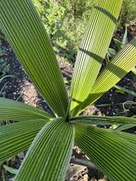 Image result for Curculigo