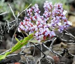 Image result for Plumbago ituriensis