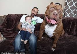 Hai vợ chồng bị con hai con chó pit bull tấn công, dẫn đến một kết cục chết chóc. Cho Pitbull Lá»›n Nháº¥t Tháº¿ Giá»›i Thanh Thu CÆ°ng Cá»§a Cáº­u Be 3 Tuá»•i