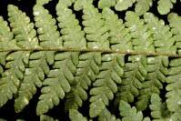 Image result for Megalastrum lanuginosum