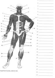 Diagram of muscles of the body. 6 Best Printable Worksheets Muscle Anatomy Printablee Com