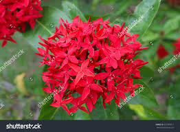 Image result for Rubiaceae