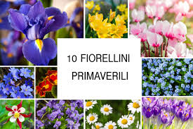 Quali sono i fiori di stagione che annunciano la primavera? 10 Fiorellini Primaverili Coloratissimi Fiori Da Giardino Giardinaggio Fiori Animali E Centinaia Di Articoli Passo Passo