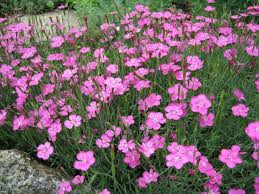 Our flower nursery has 5+ acres of greenhouses that are bursting with more than 1,000 varieties of beautiful perennials, shrubs , mums and ornamental grasses. Types Of Dianthus Flower Old Farmer S Almanac