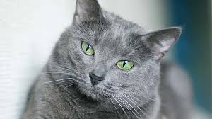 We try to stop any scam posts, however some still manage to sneak onto our page. Russian Blue Price Personality Lifespan