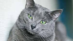 If you suffer from cat allergies but don't want to sacrifice long hair a siberian could be the way for you. Russian Blue Price Personality Lifespan